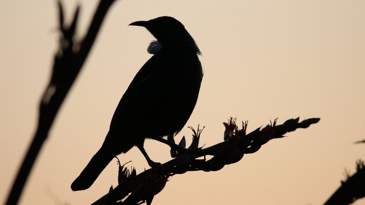 Photo of Others in Te Tii