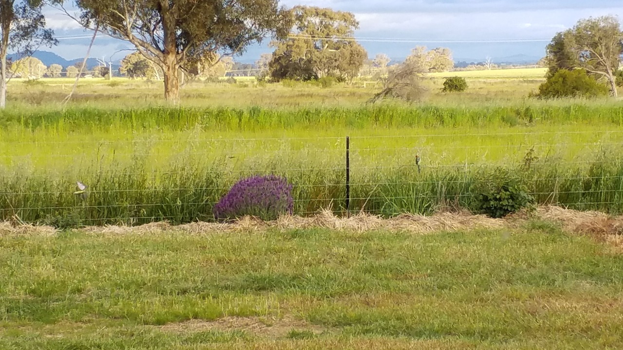 Photo of Others in Rutherglen