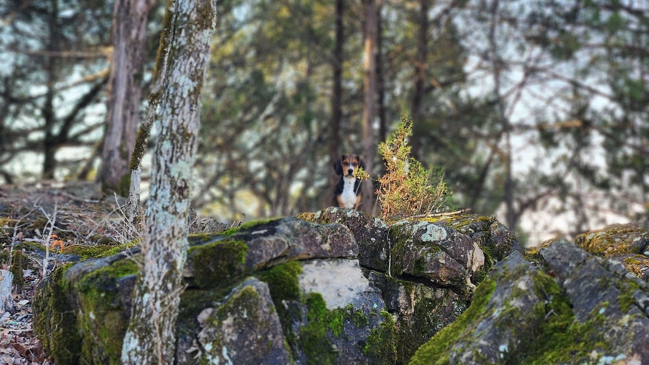 Photo of Outdoor in Gassville