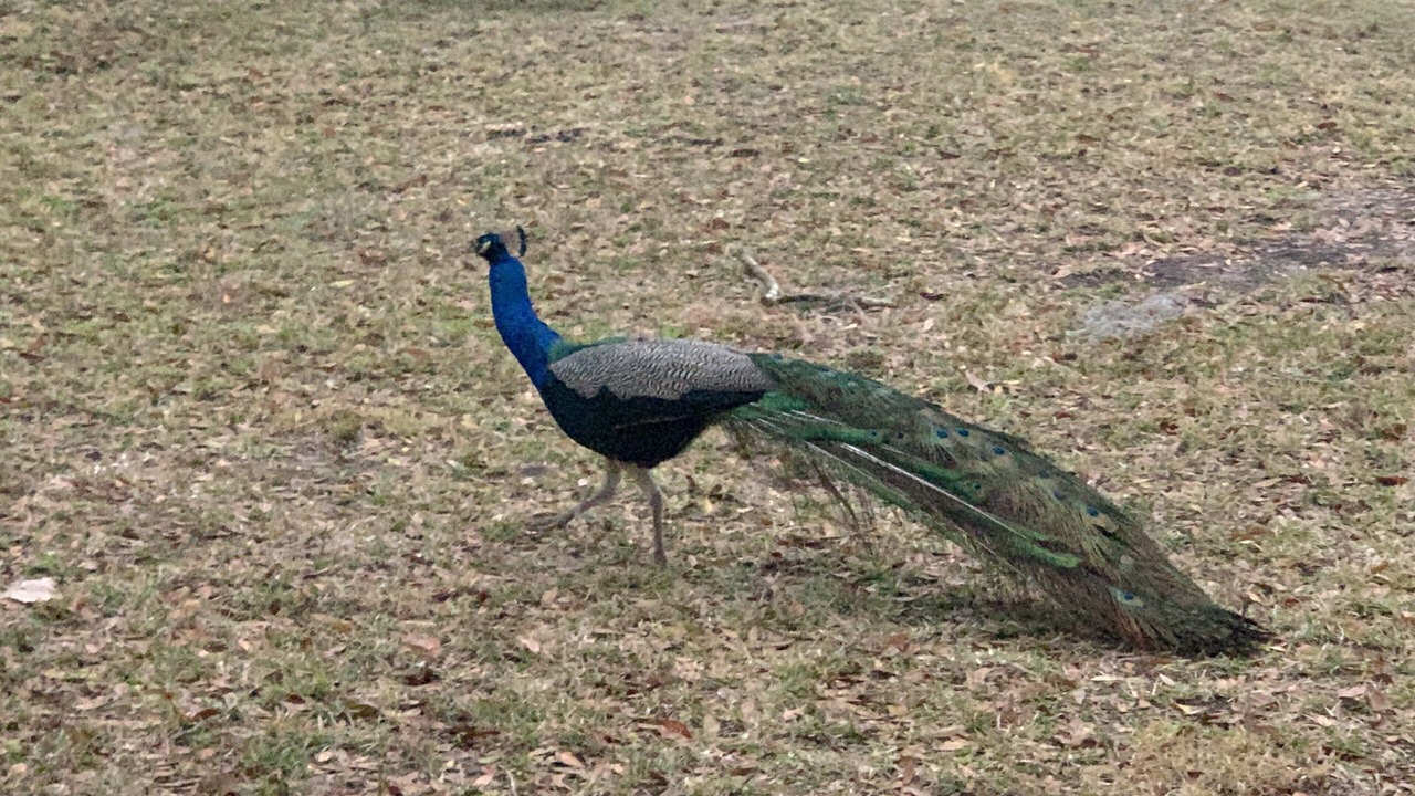 Photo of Outdoor in Crystal River