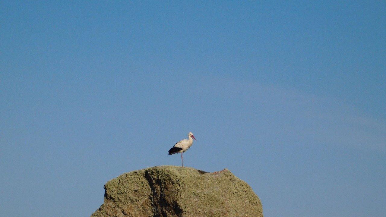 Photo of Others in Navarredonda de Gredos