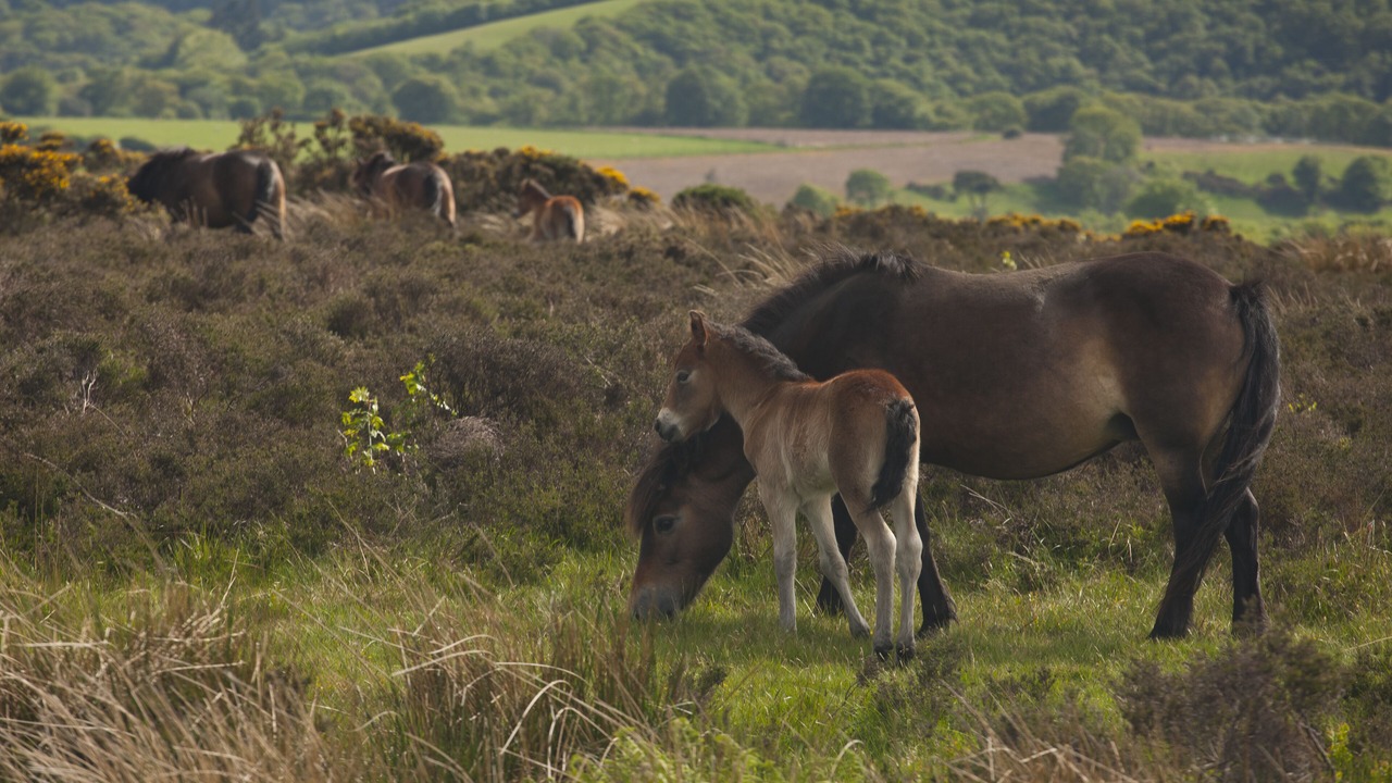 Photo of Outdoor in Liscombe