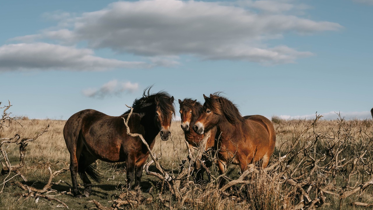 Photo of Others in Liscombe