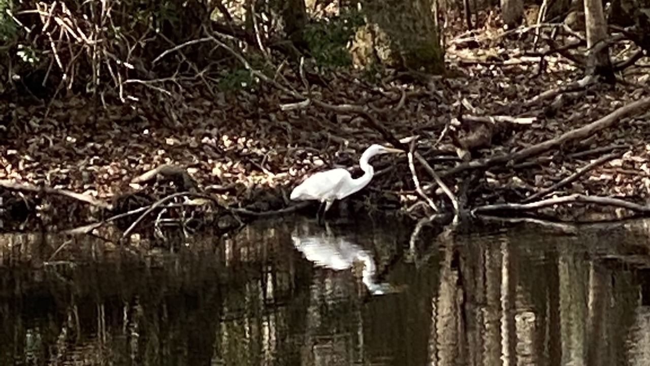 Photo of Outdoor in Lake Waccamaw