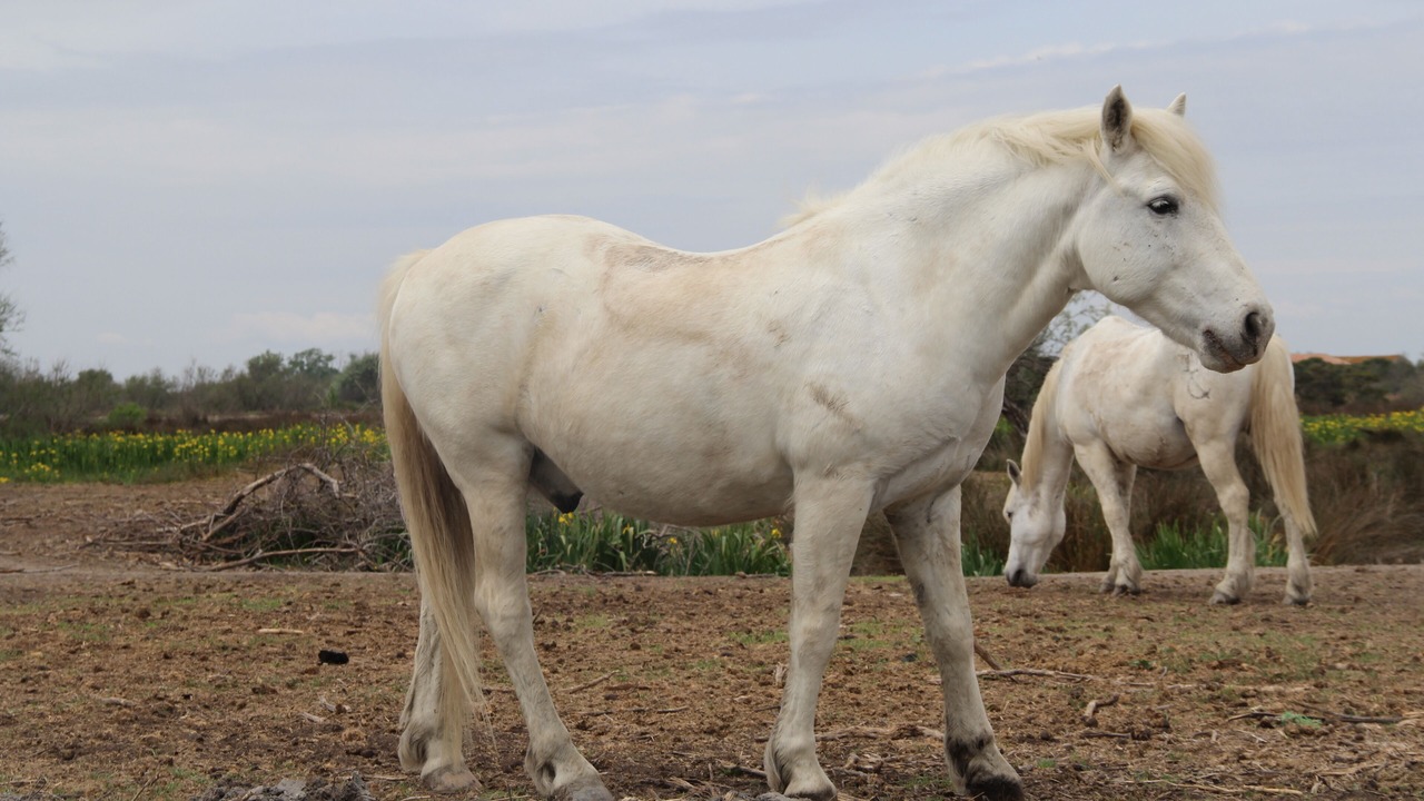 Photo of Others in Saintes-Maries-de-la-Mer