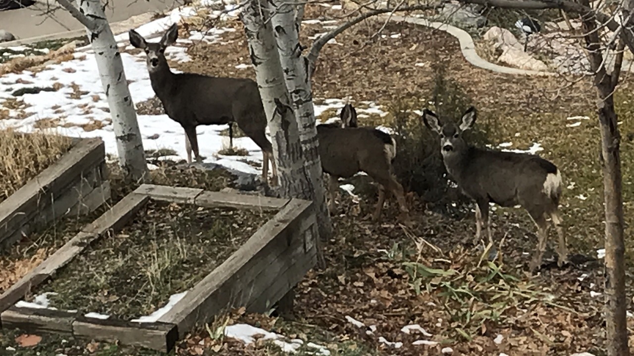 Photo of Outdoor in North Salt Lake