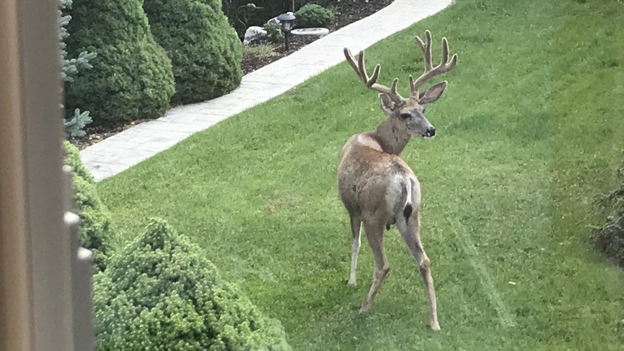 Photo of Outdoor in North Salt Lake