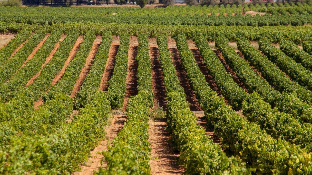 Photo of Outdoor in Pomerols