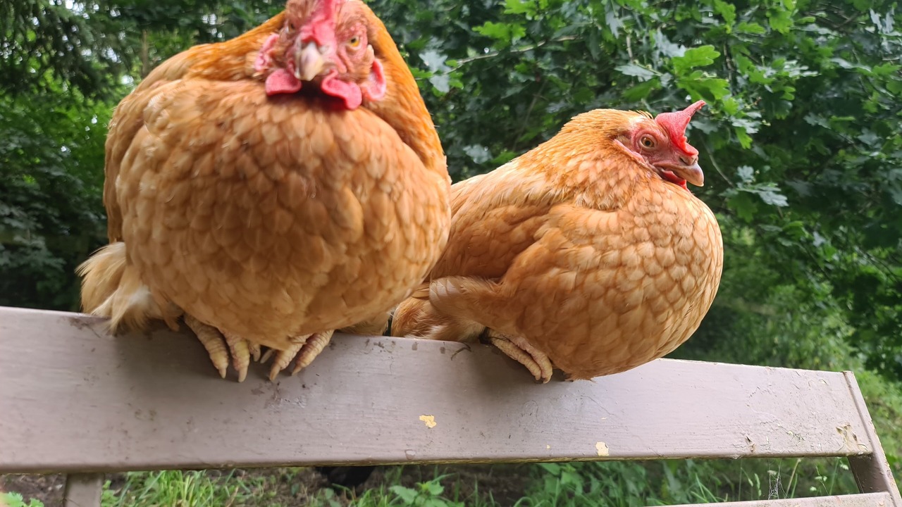 Photo of Others in Roz-sur-Couesnon