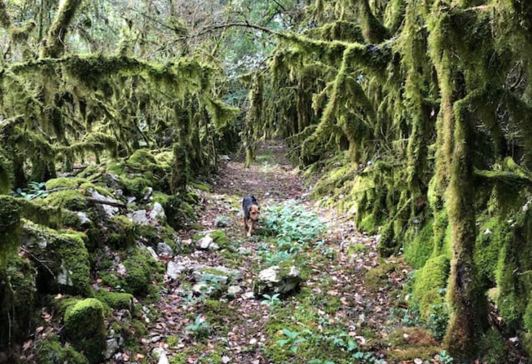 Photo of Outdoor in Sauliac-sur-Cele