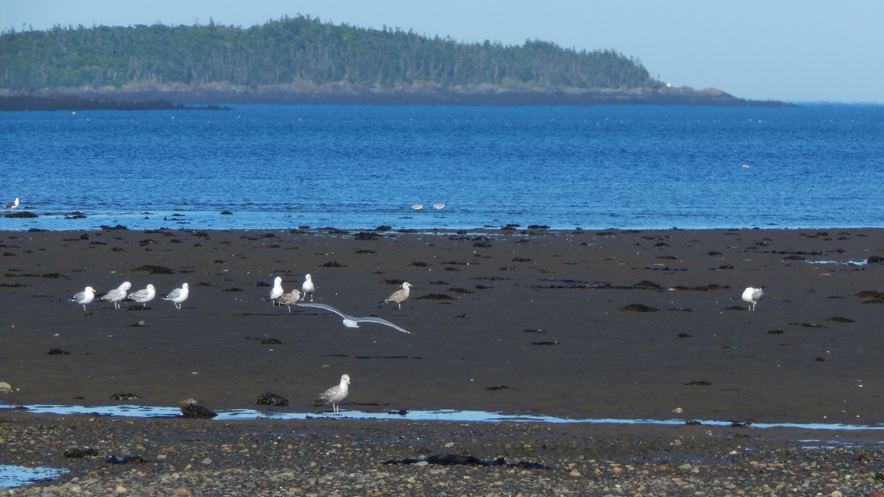 Photo of Others in Lubec