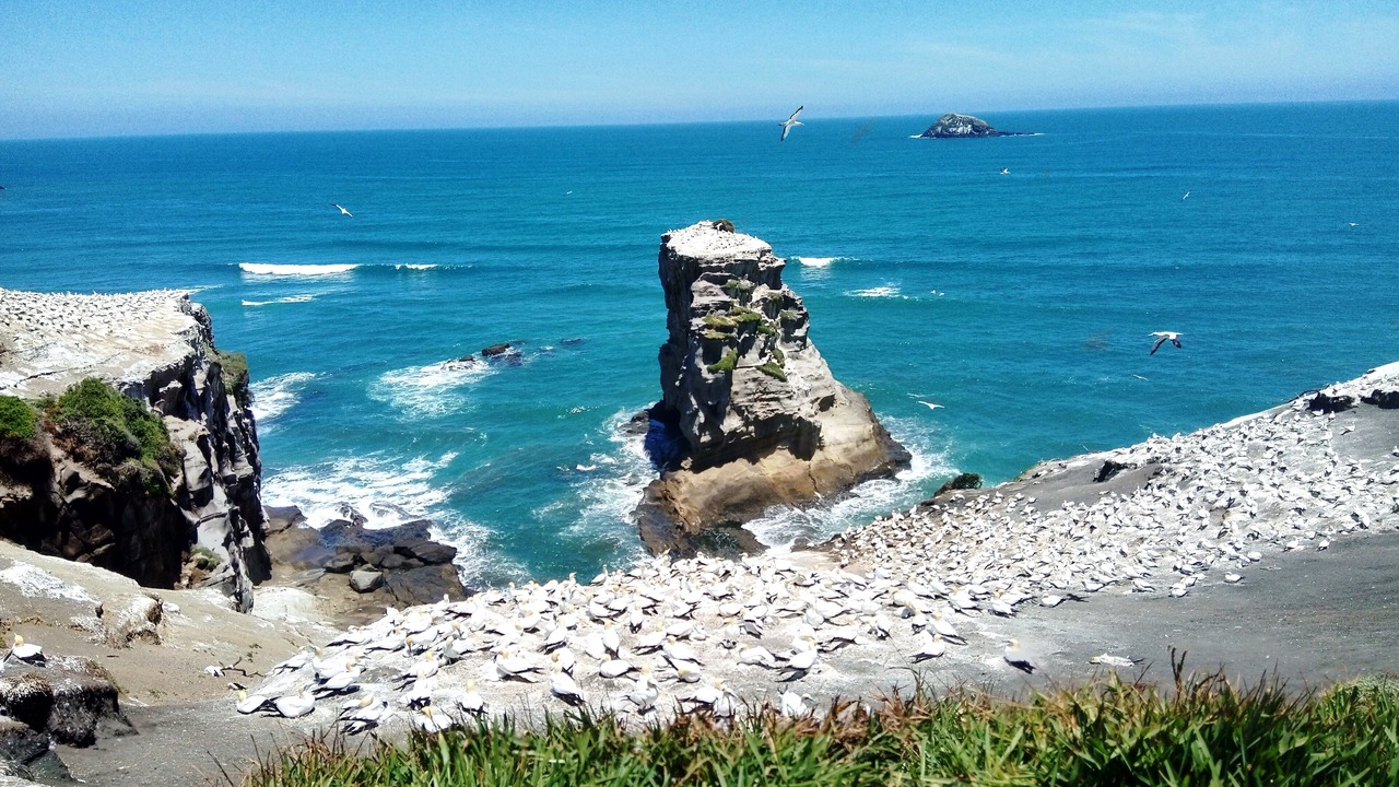 Photo of Others in Muriwai