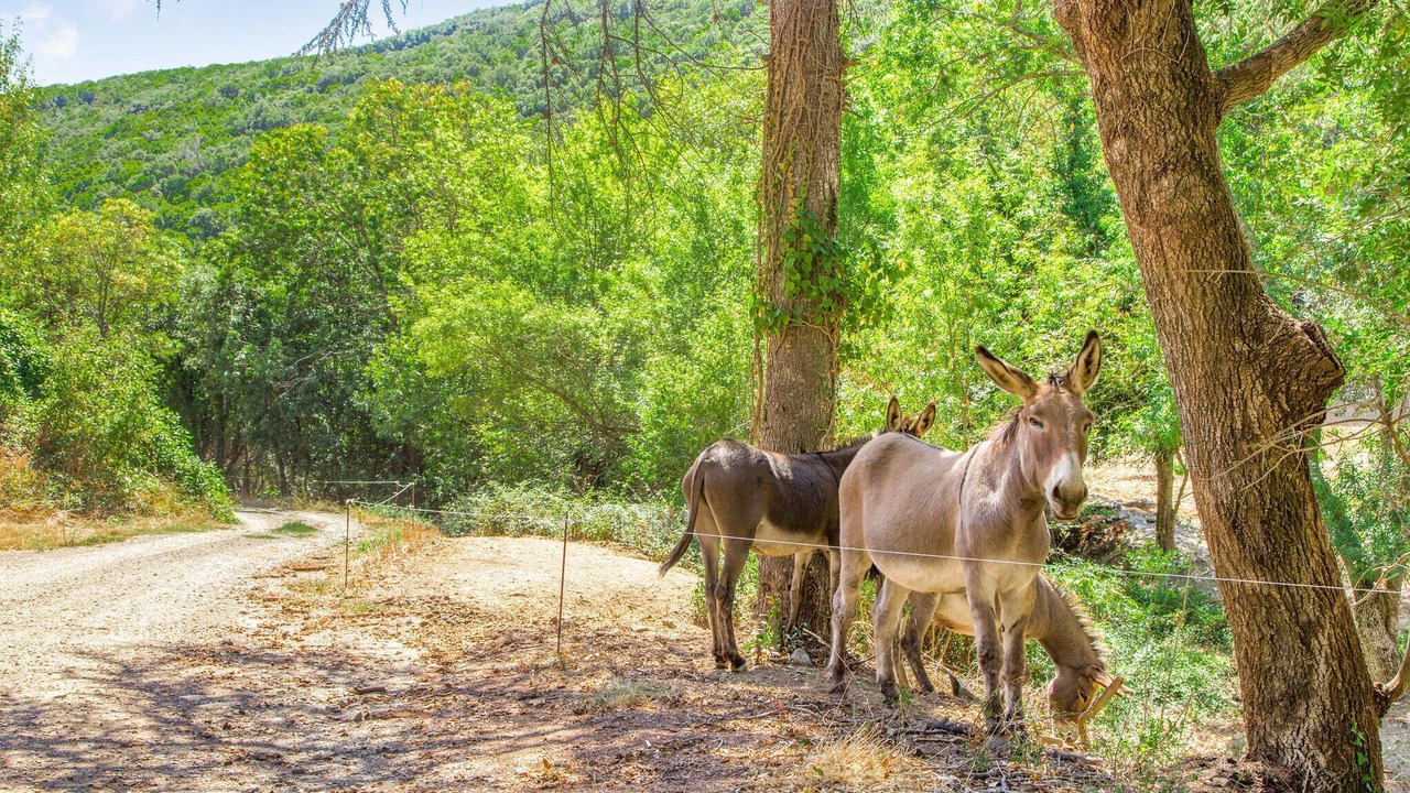 Photo of Others in Cabrerolles