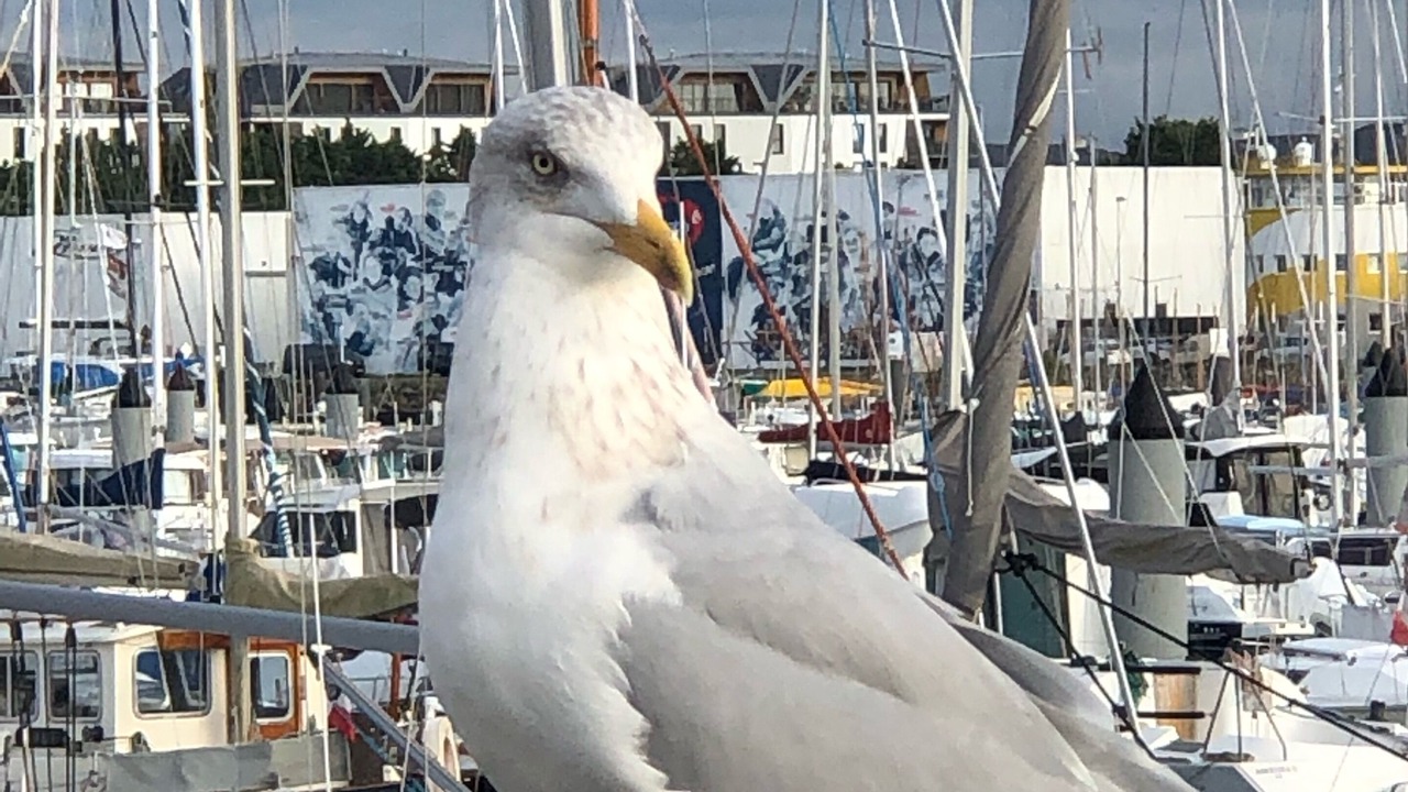 Photo of Others in LʼIle-dʼOlonne