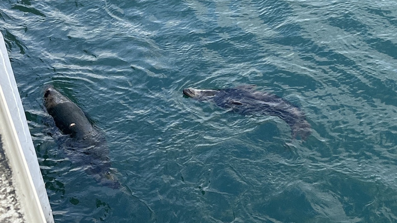 Photo of Others in North Chatham