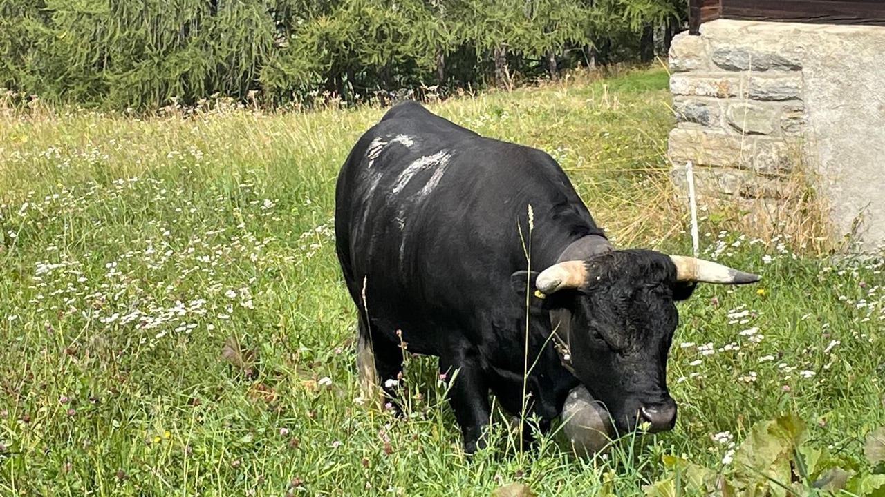 Photo of Others in Stalden