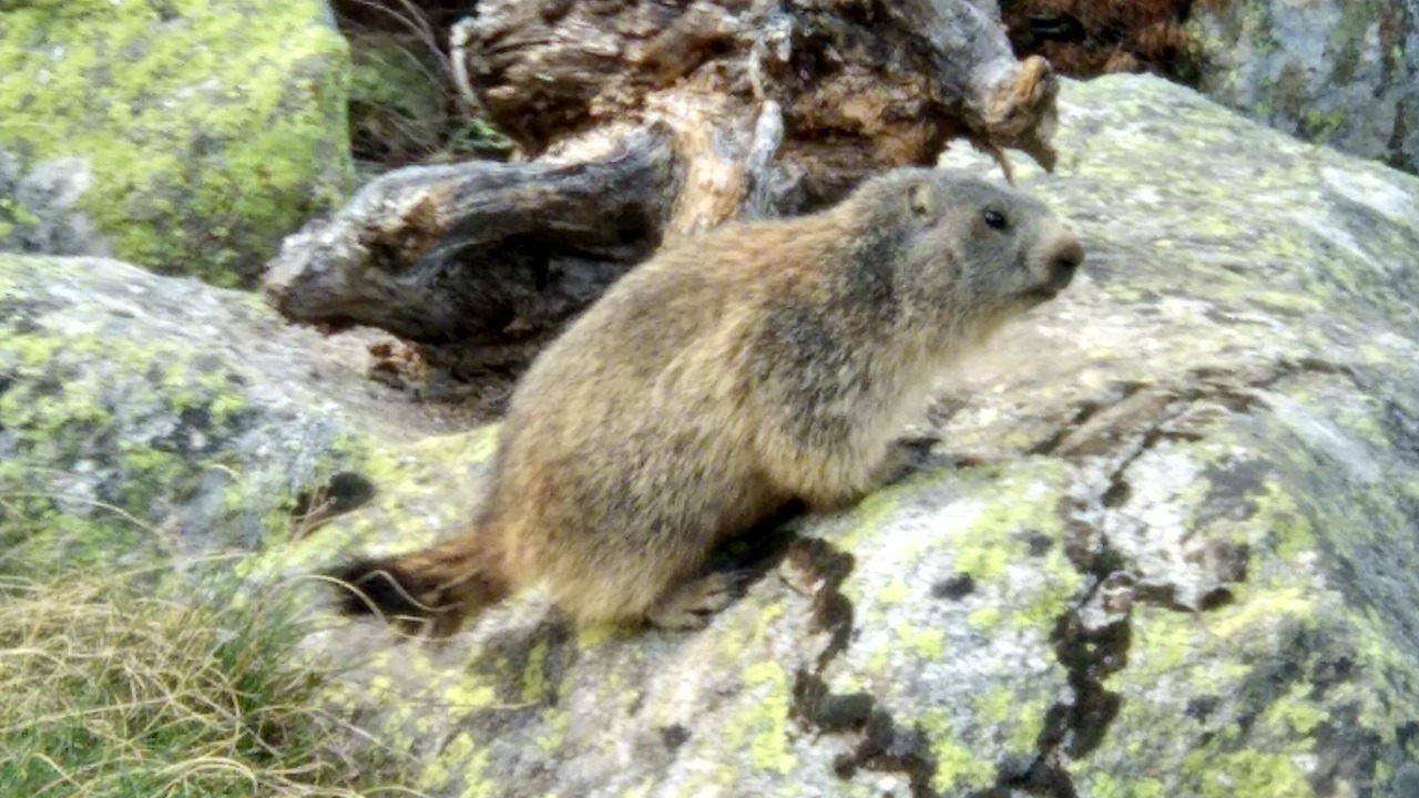 Photo of Others in Pas de la Casa