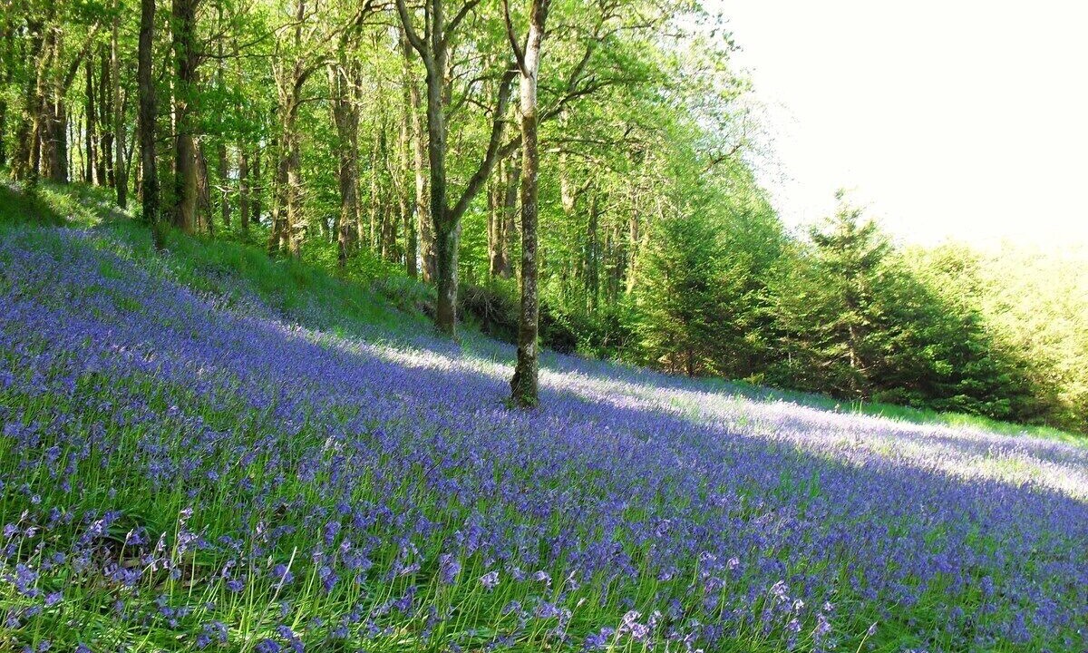 Photo of Others in Mary Tavy