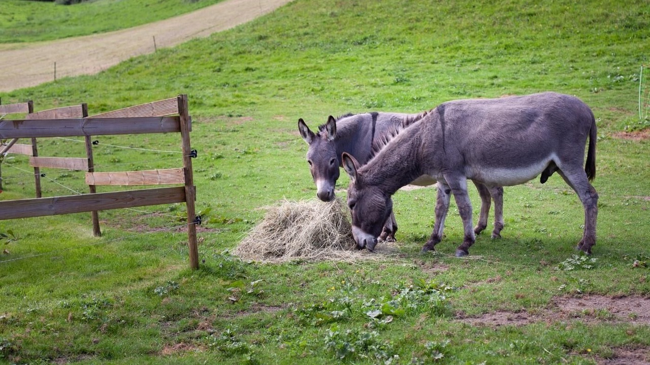 Photo of Outdoor in Segus