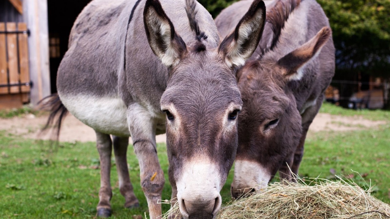 Photo of Outdoor in Segus