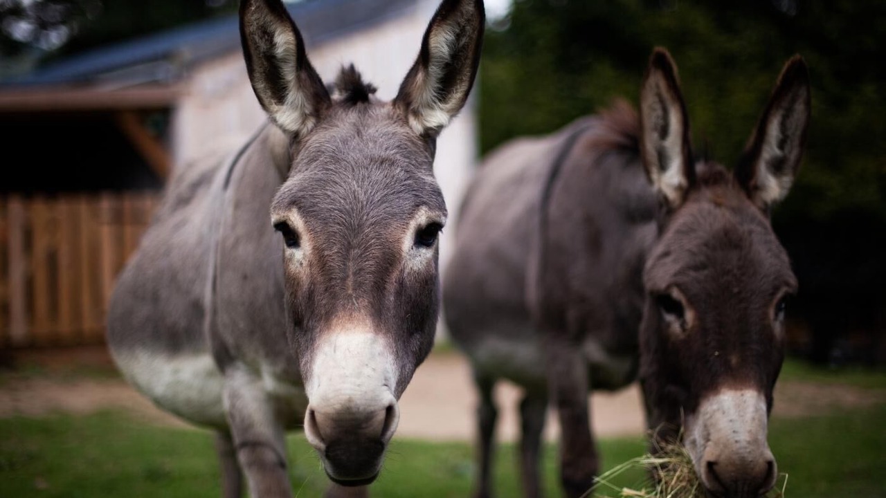 Photo of Others in Segus