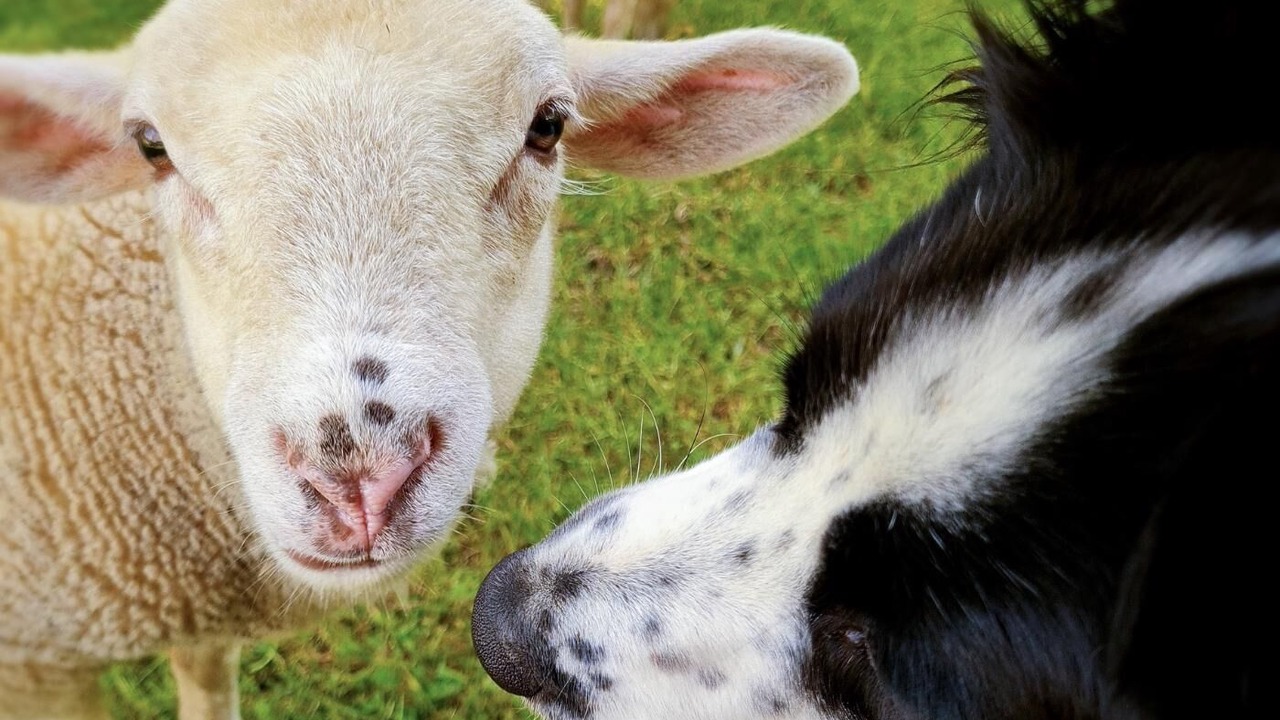 Photo of Others in Segus