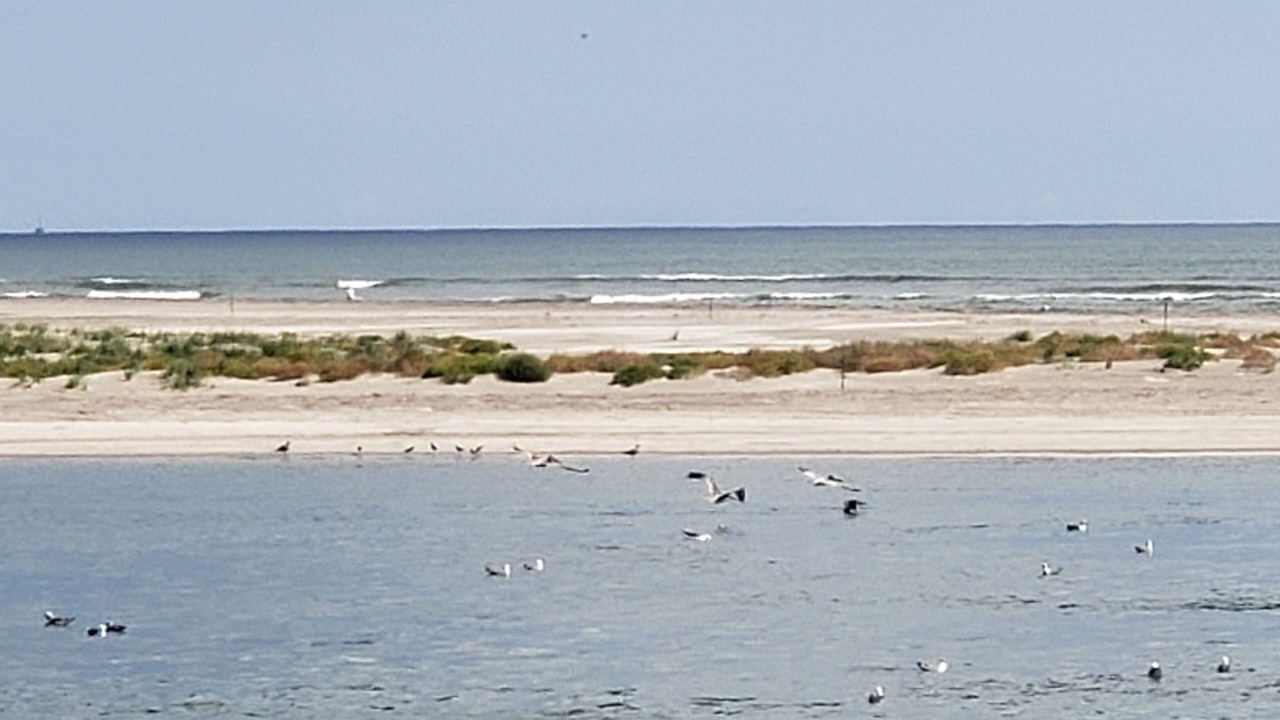 Photo of Others in Anglesea