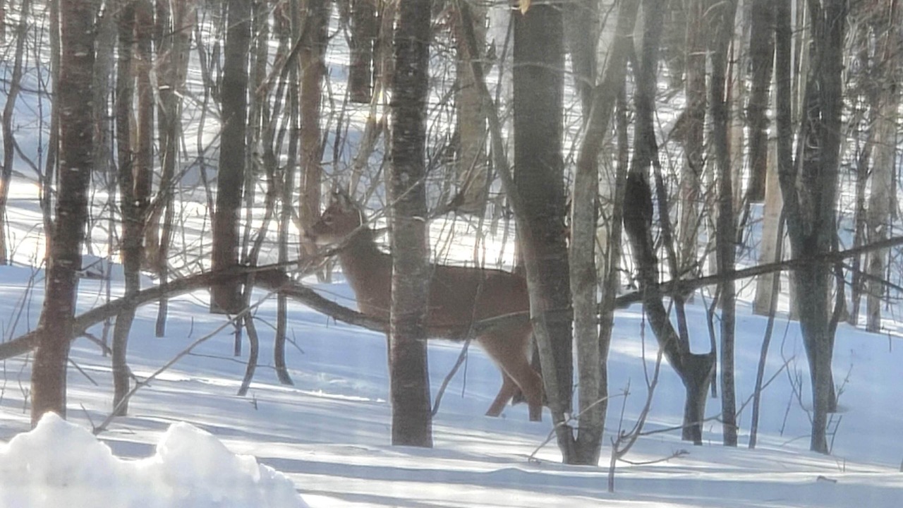 Photo of Others in Northeast Somerset