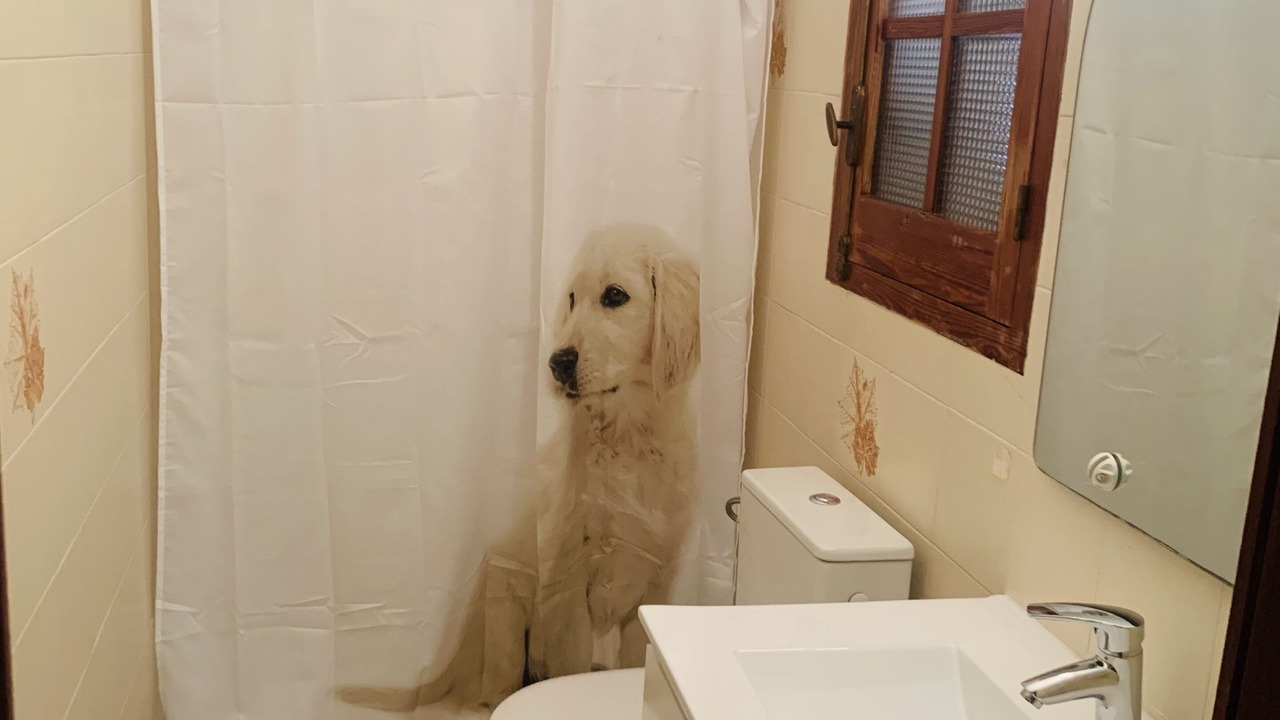 Photo of Bathroom in Olocau