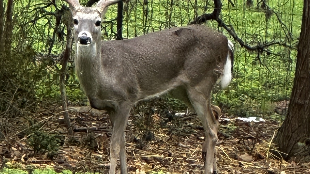 Photo of Others in Johnson City