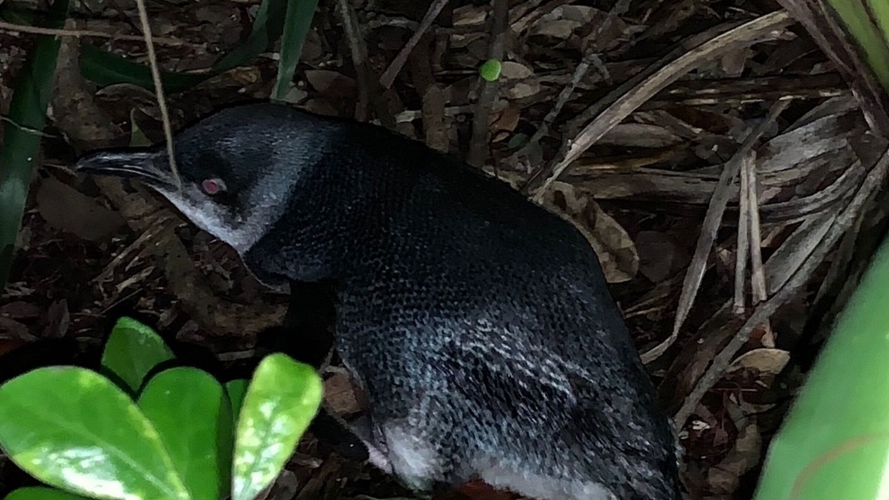 Photo of Outdoor in Urenui