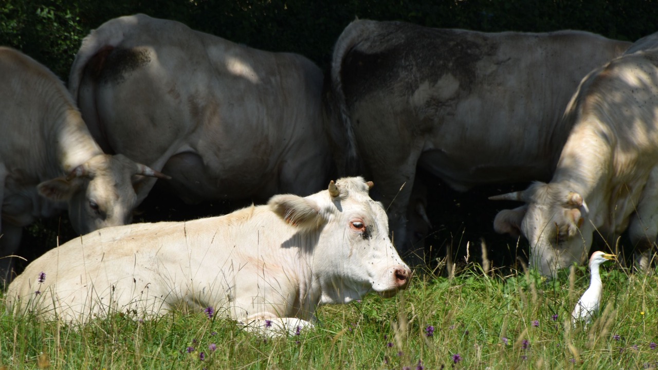 Photo of Others in Saint-Marcelin-de-Cray