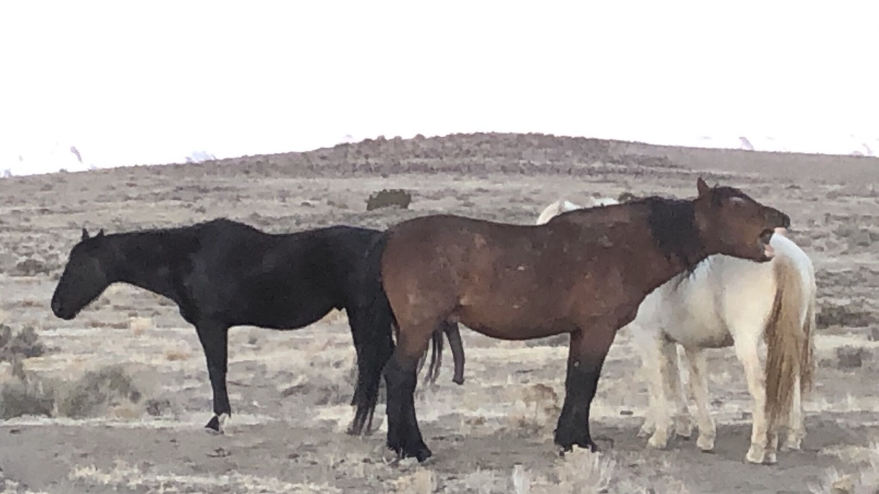 Photo of Others in Utah County