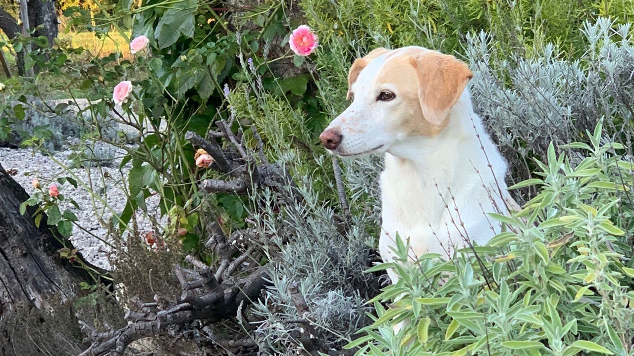 Photo of Outdoor in Montcony