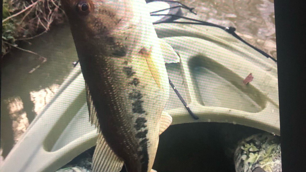 Photo of Others in Wildwood Lake