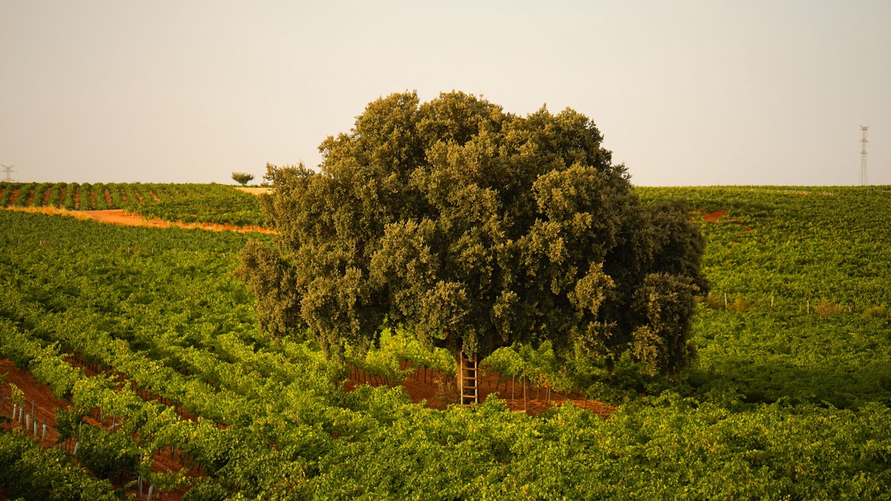 Photo of Outdoor in Villanueva de la Jara