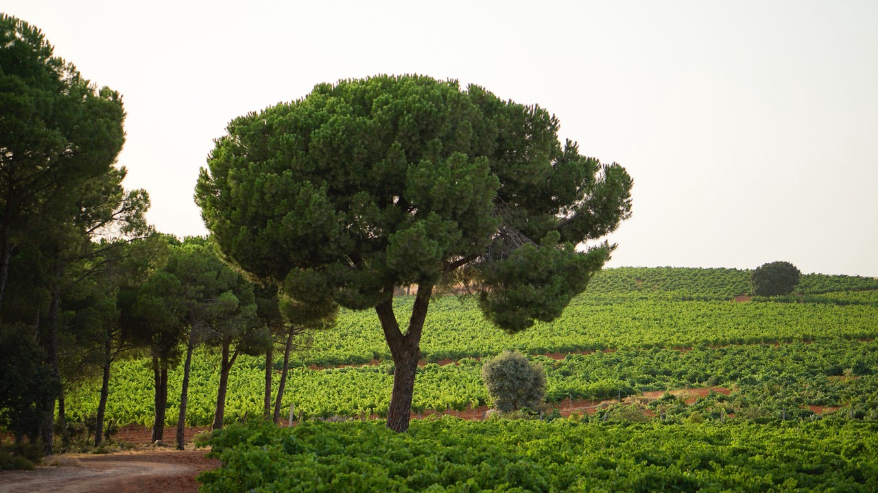 Photo of Outdoor in Villanueva de la Jara