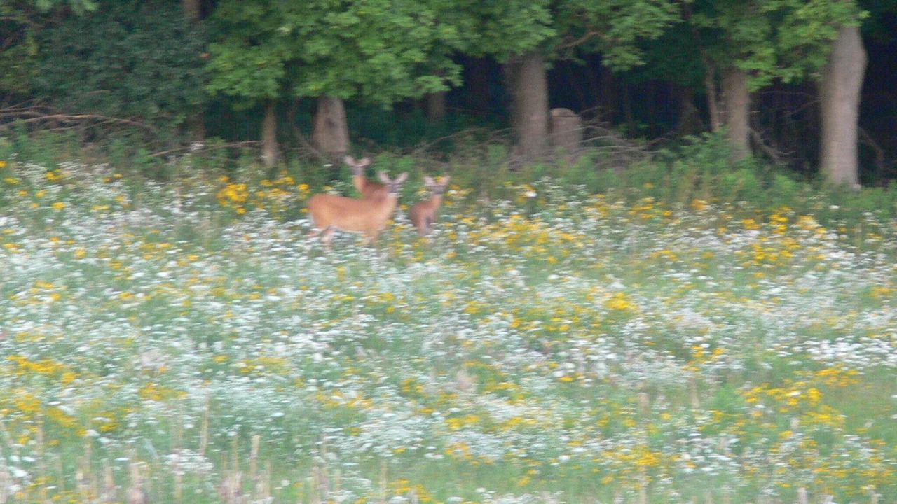 Photo of Outdoor in Andover