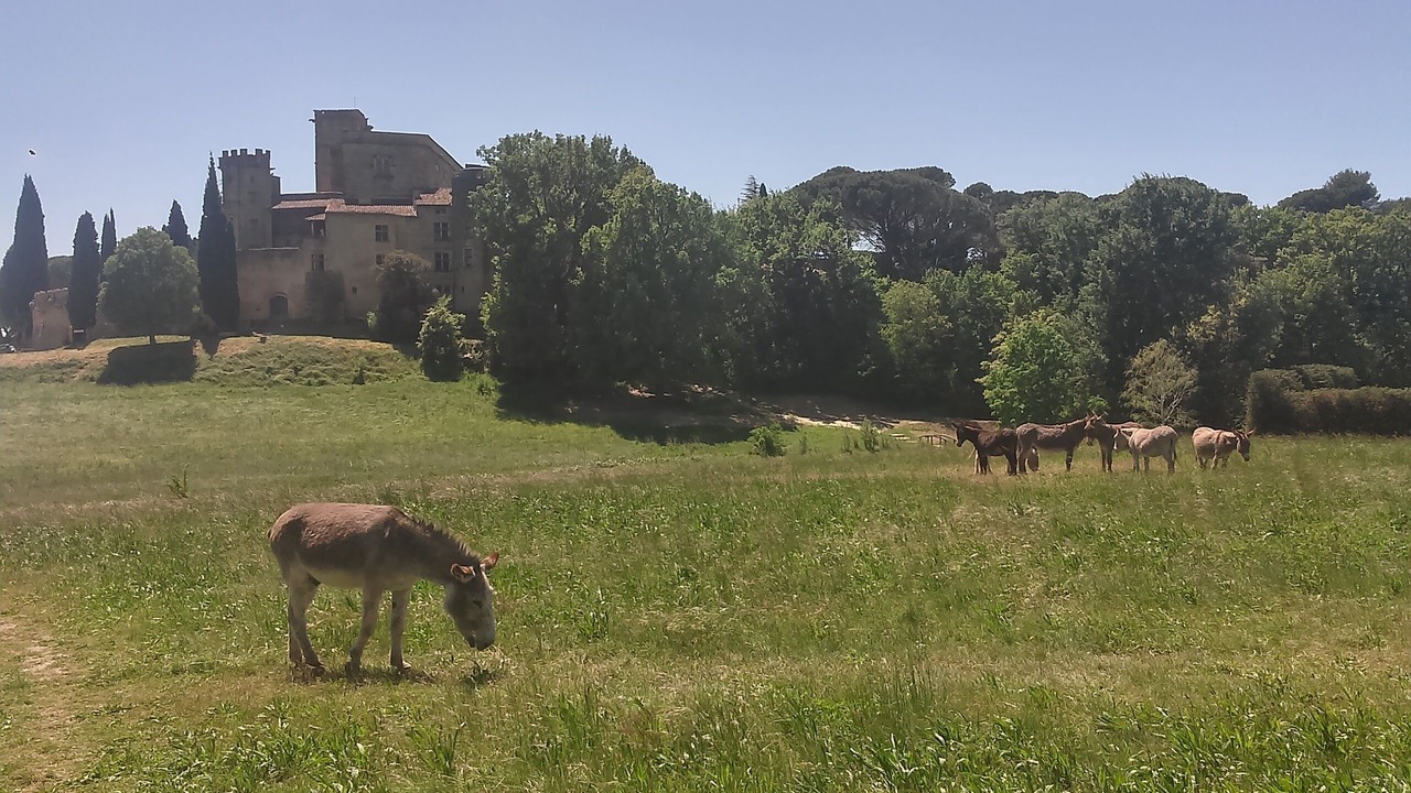 Photo of Outdoor in Puyvert