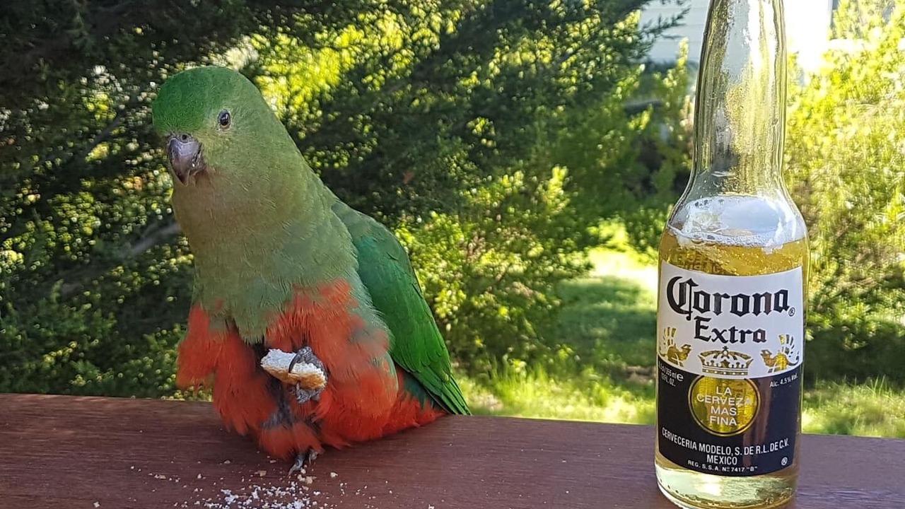 Photo of Others in Merrijig