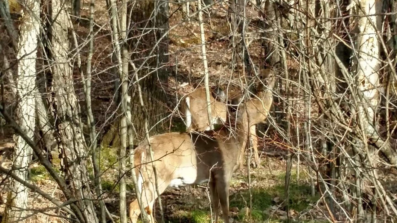 Photo of Others in North Pole