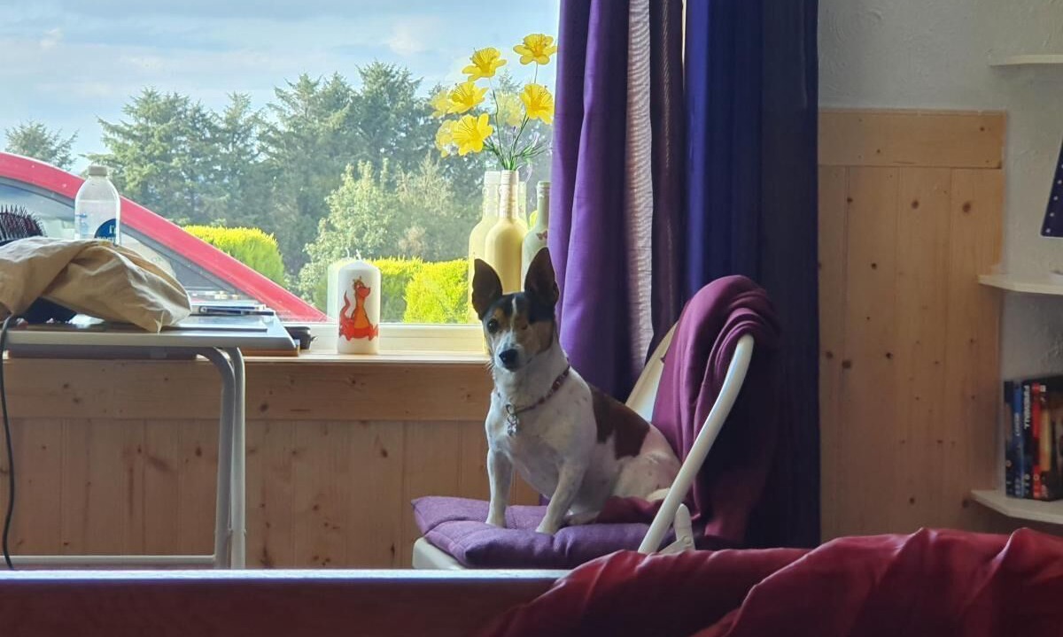 Photo of Others in Dinas