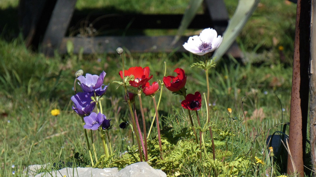 Photo of Outdoor in Cazevieille