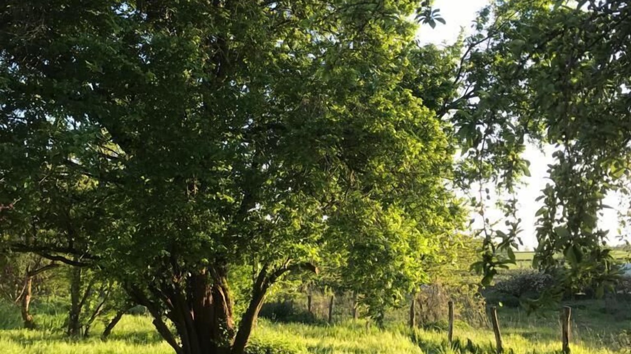 Photo of Outdoor in Saint-Maurice-des-Champs