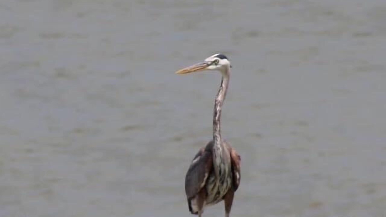 Photo of Others in El Lago
