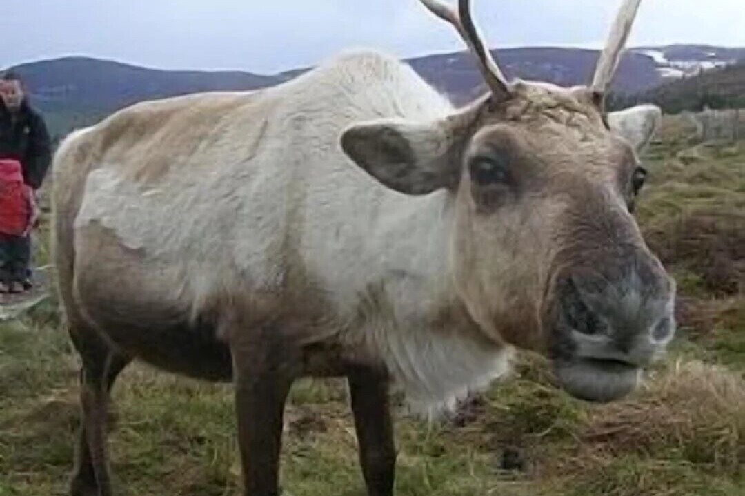 Photo of Others in Kingussie