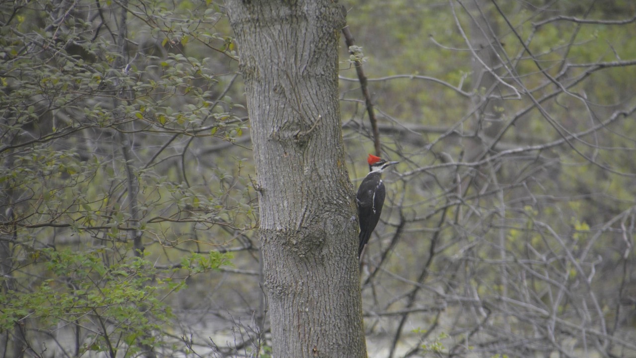Photo of Others in Central Huron