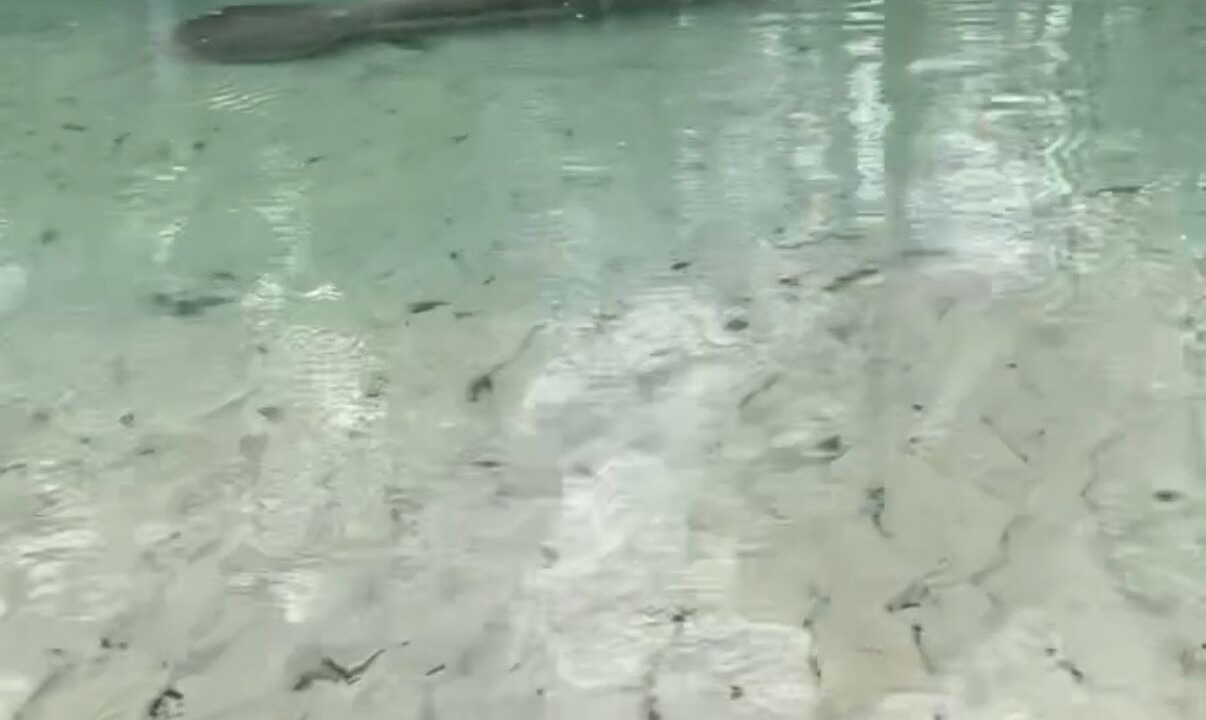 Photo of Others in Pleasure Isles