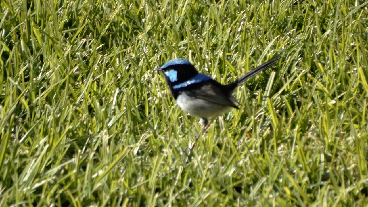 Photo of Outdoor in Killawarra