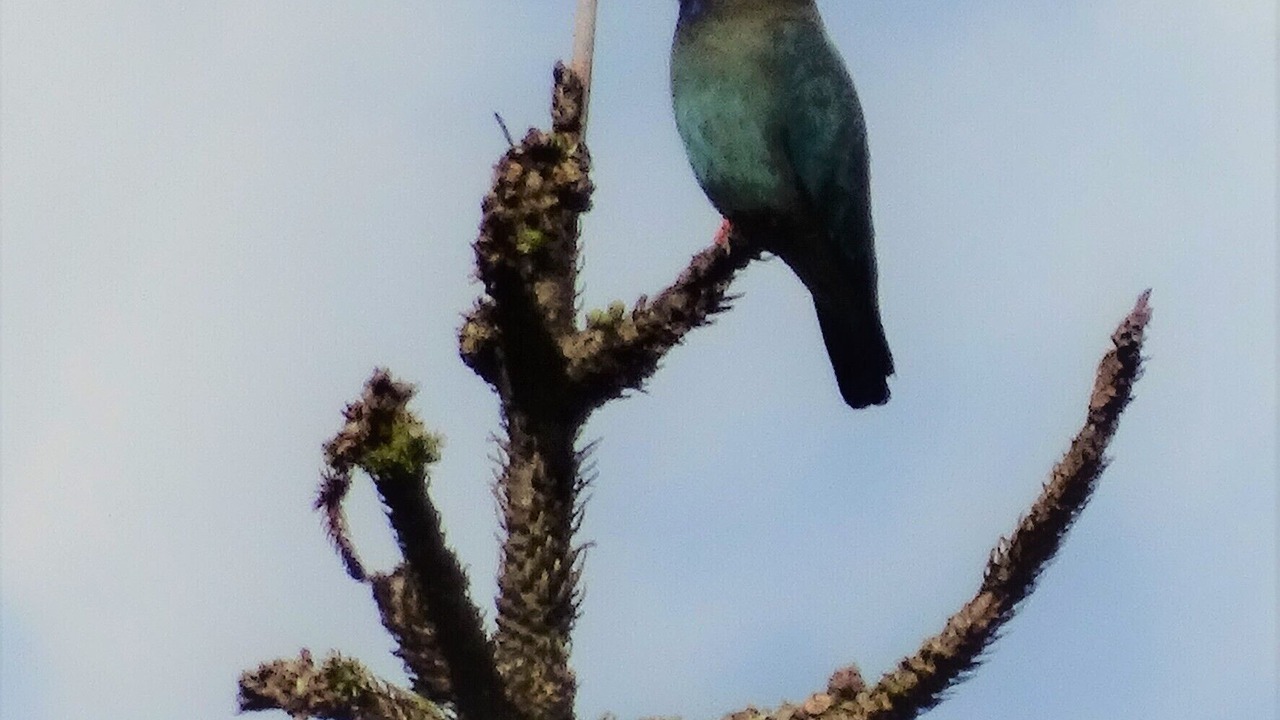 Photo of Others in Killawarra